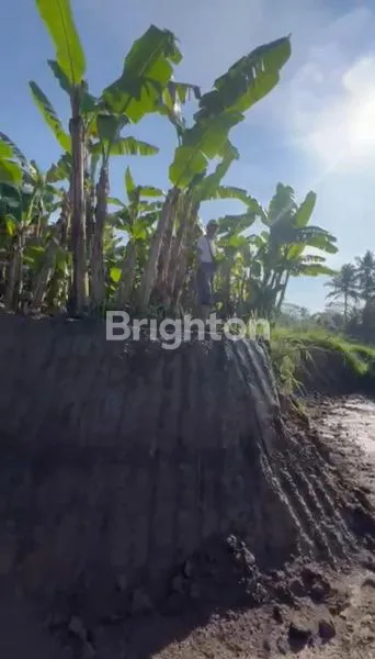 image LAHAN LUAS 42 ARE, SHM & IMB, DEKAT UBUD (4)