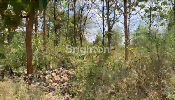 image TANAH STRATEGIS 327 NOL JALAN COCOK UNTUK INVESTASI DAN USAHA (2)