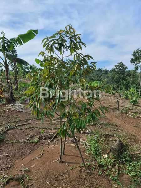 image LAHAN STRATEGIS 25.000M² DI JALAN RAYA CIBOLEGER (2)