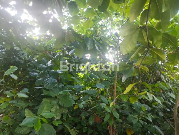 image TANAH KOMERSIAL STRATEGIS DI JL MT HARYONO, BALIKPAPAN (6)