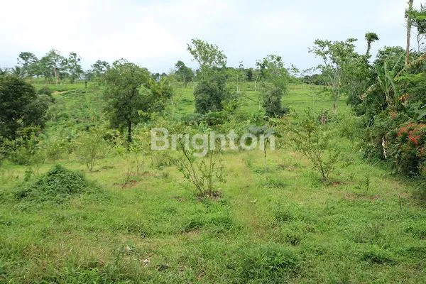 image TANAH DIJUAL (1)