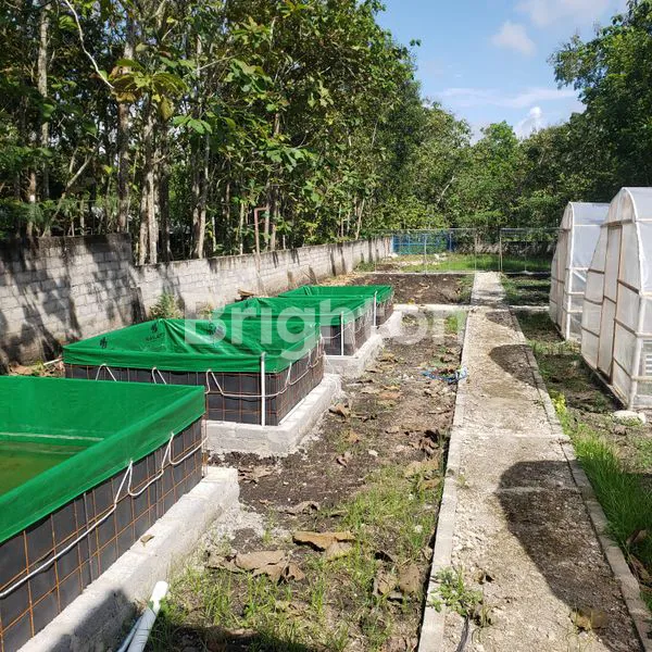 image TANAH LUAS 969M² DI WONOSARI, COCOK UNTUK INVESTASI DAN USAHA (6)