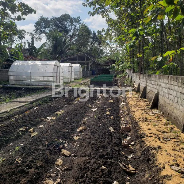image TANAH LUAS 969M² DI WONOSARI, COCOK UNTUK INVESTASI DAN USAHA (4)