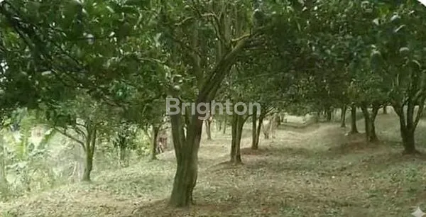 Gambar Property TANAH PRODUKTIF 2.321M² DI BATU, COCOK UNTUK INVESTASI