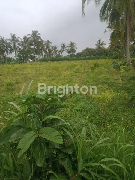 image LAHAN LUAS 9.290M² DI BONDOWOSO, LOKASI STRATEGIS (2)