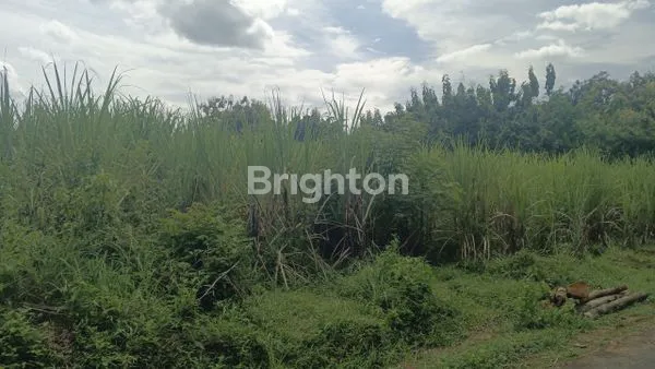 image TANAH 6320 M2 SHM DI POLOKARTO AKSES TRUK (4)