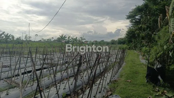 image TANAH 5335 M2 DI POLOKARTO DEKAT SOLO BARU (3)