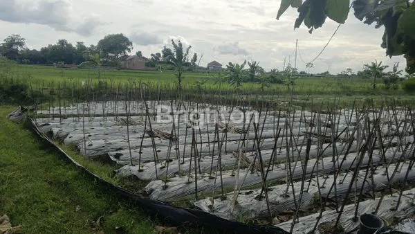 image TANAH 5335 M2 DI POLOKARTO DEKAT SOLO BARU (2)