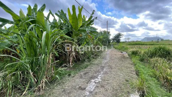 TANAH KAVLING 150M² SHM DI SINGAPADU, BALI