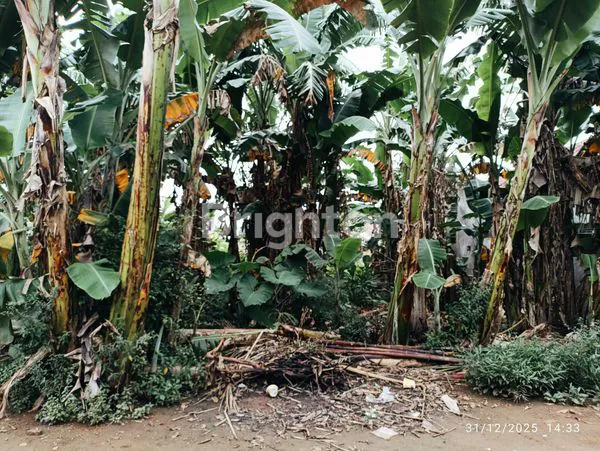 image TANAH STRATEGIS DI BELAKANG RS AIRAN, 398M² (4)