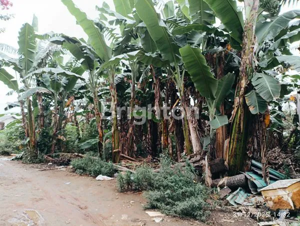 image TANAH STRATEGIS DI BELAKANG RS AIRAN, 398M² (7)