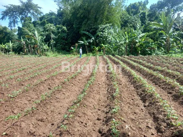 image TANAH KAVLING PREMIUM 9X20M DI ARDIMULYO, SINGOSARI (1)