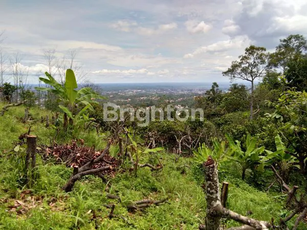 image LAHAN INVESTASI PREMIUM 1 HEKTAR, SHM, DEKAT WISATA (5)