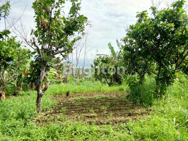 image LAHAN INVESTASI PREMIUM 1 HEKTAR, SHM, DEKAT WISATA (3)