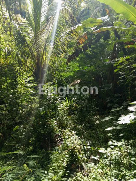 image TANAH + BANGUNAN EKS VILA DIJUAL DI SIDEMEN KARANGASEM, SUASANA SEJUK (3)