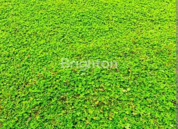 image  KAVLING / TANAH PUNCAK GOLF CITRALAND  (1)