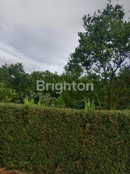 image KEBUN JERUK 1200M2 SIAP PANEN DI KARANGPLOSO KOTA MALANG (2)