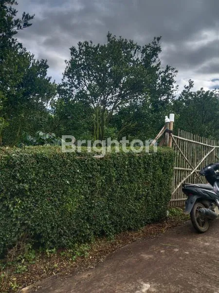 image KEBUN JERUK 1200M2 SIAP PANEN DI KARANGPLOSO KOTA MALANG (3)