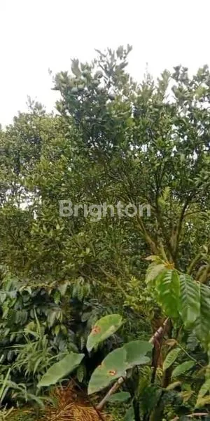 image KEBUN JERUK 1200M2 SIAP PANEN DI KARANGPLOSO KOTA MALANG (4)