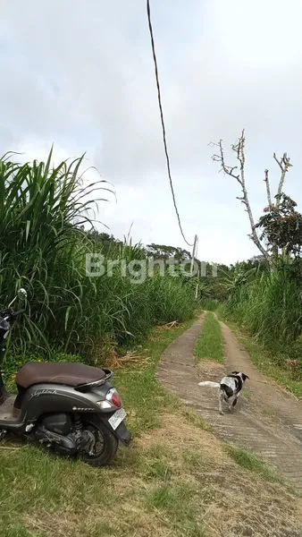 image TANAH POTENSIAL JUAL BEDUGUL (3)