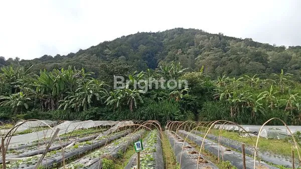 image TANAH POTENSIAL JUAL BEDUGUL (2)