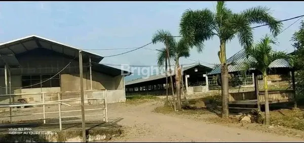 image PETERNAKAN SAPI MODERN DAERAH MOJOKERTO (4)