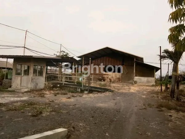 image PETERNAKAN SAPI MODERN DAERAH MOJOKERTO (2)