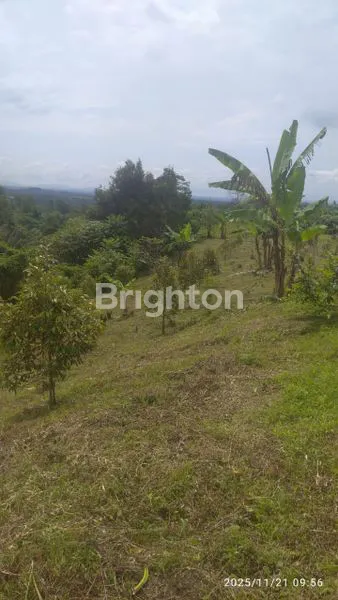 image JUAL TANAH KEBUN AREA BEDUGUL (2)