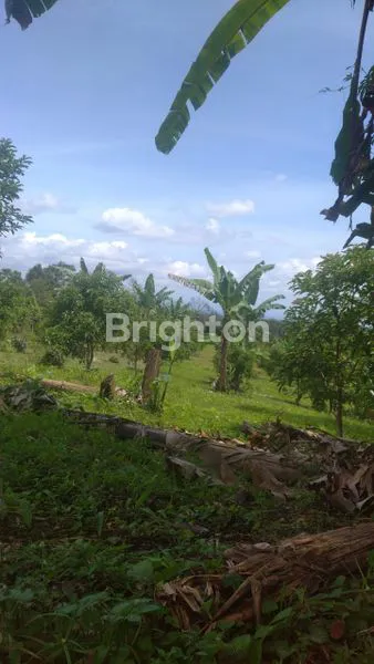 image JUAL TANAH KEBUN AREA BEDUGUL (1)