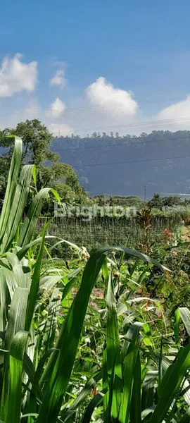 image LAHAN PERKEBUNAN 1,2 HEKTAR DI PANCASARI, VIEW DANAU (6)