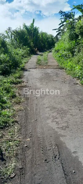 image LAHAN PERKEBUNAN 1,2 HEKTAR DI PANCASARI, VIEW DANAU (7)