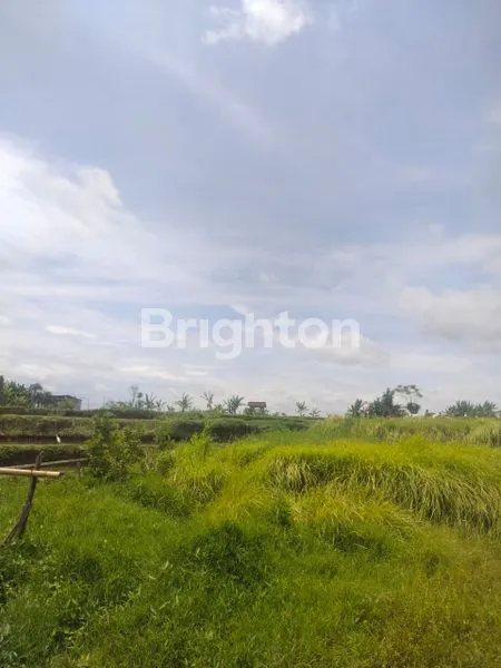 image DI JUAL TANAH DI SINGAKERTA, KECAMATAN UBUD, KABUPATEN GIANYAR (3)