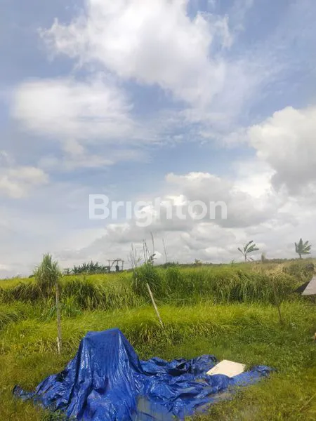 image DI JUAL TANAH DI SINGAKERTA, KECAMATAN UBUD, KABUPATEN GIANYAR (4)