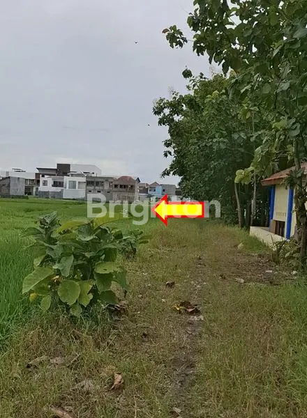 image JUAL TANAH SAWAH SHM STATUS TANAH KERING (2)