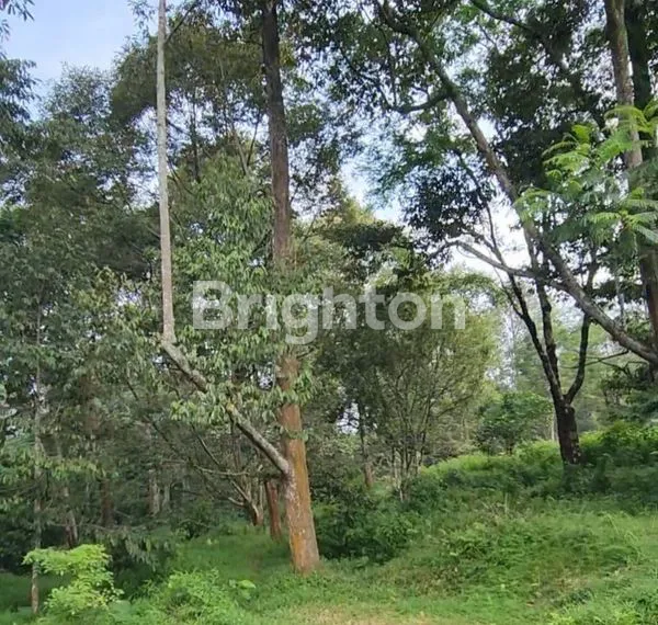 image TANAH LUAS 2,5 HEKTAR DI KALISIDI UNGARAN, COCOK INVESTASI (2)