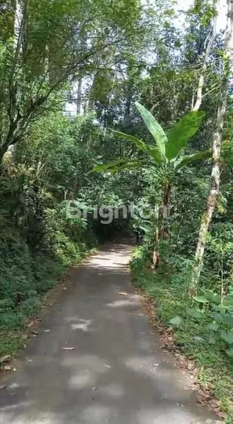 image TANAH LUAS 16 ARE SHM DI SINGARAJA, VIEW PEGUNUNGAN (3)