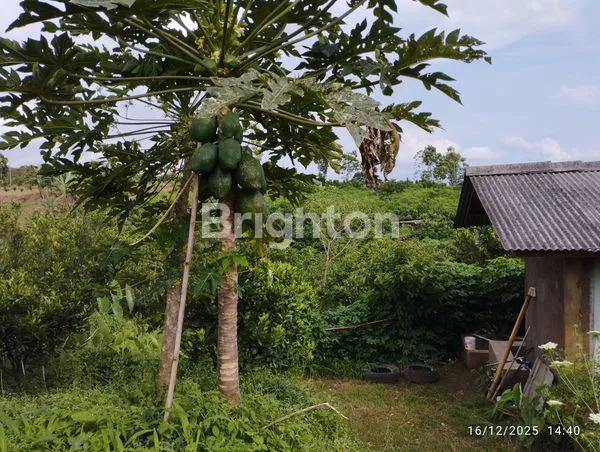 image LAHAN PREMIUM SHM 3.200M², VIEW PANORAMA ARJUNO DI AREA SUNDUL LANGIT (4)