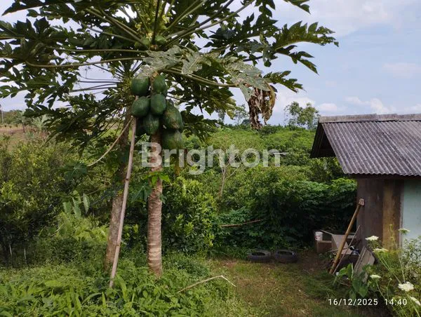 image LAHAN PREMIUM SHM 3.200M², VIEW PANORAMA ARJUNO DI AREA SUNDUL LANGIT (3)