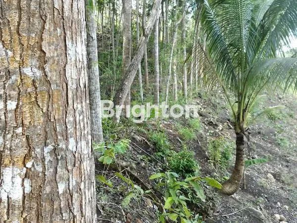 image  JUAL  TANAH PERKEBUNAN KAYU KERAS. (1)