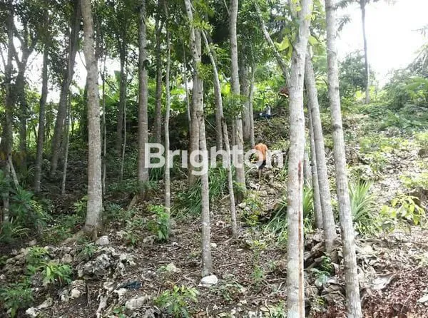 image  JUAL  TANAH PERKEBUNAN KAYU KERAS. (4)