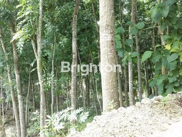 image  JUAL  TANAH PERKEBUNAN KAYU KERAS. (3)