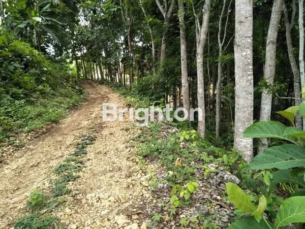 image  JUAL  TANAH PERKEBUNAN KAYU KERAS. (2)