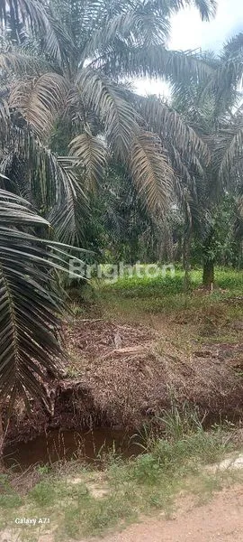 image LAHAN SAWIT PRODUKTIF (1)