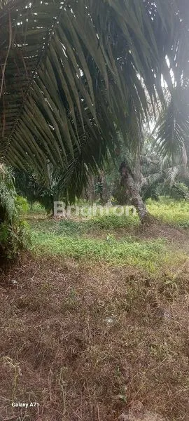 image LAHAN SAWIT PRODUKTIF (2)