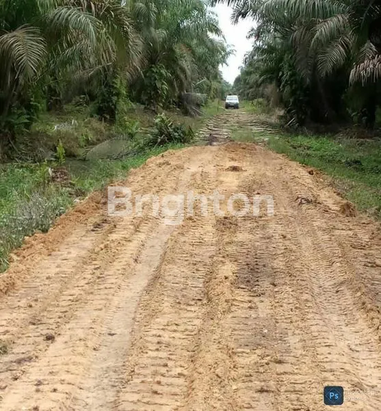 image LAHAN SAWIT PRODUKTIF (4)