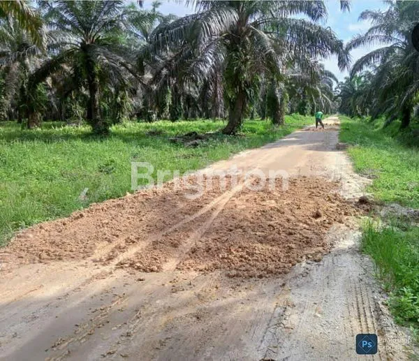 image LAHAN SAWIT PRODUKTIF (5)