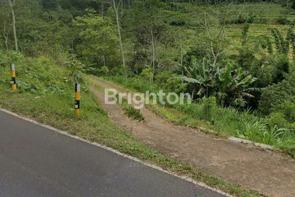 image TANAH PERKEBUNAN 100 - 320 HEKTAR DI TEMANGGUNG (3)