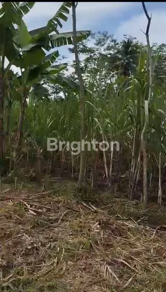 image TANAH NOL JALAN – JABUNG, MALANG (4)