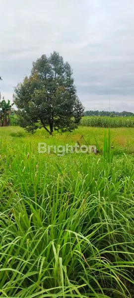 image DIJUAL TANAH  DAN SAWAH  (1)