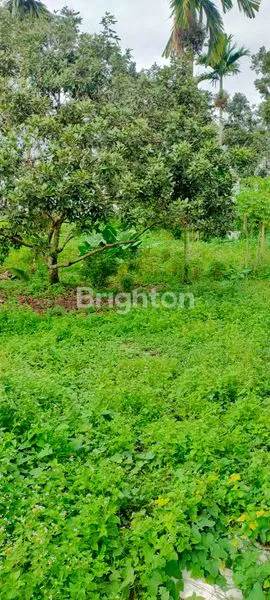 image DIJUAL TANAH  DAN SAWAH  (2)